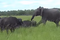 Video: Cả gan "cà khịa" trâu rừng, voi mới trưởng thành bị húc "liểng xiểng"