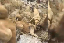 Video: Chó nhà nổi đóa đánh hội đồng linh cẩu