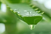 2 cách làm trắng da tại nhà cực nhanh với nha đam