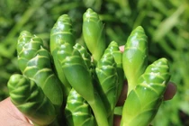 Loại cây xưa dùng cho gia súc ăn nay giúp dân buôn hốt bạc