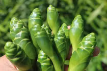 Loại cây xưa dùng cho gia súc ăn nay giúp dân buôn hốt bạc