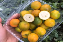 Loại quả nhập khẩu sang chảnh bỗng rao bán giá rẻ bất ngờ