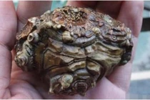 Làm sạch thứ vừa nhặt được, người đàn ông chợt lạnh sống lưng