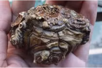 Làm sạch thứ vừa nhặt được, người đàn ông chợt lạnh sống lưng