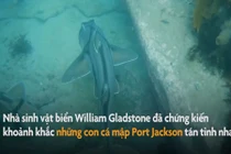 Video: Thích thú khoảnh khắc cá mập tán tỉnh nhau