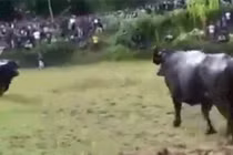 Video: Trâu đực hiếu chiến gục chết tại chỗ sau cú húc kinh hoàng