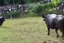 Video: Trâu đực hiếu chiến gục chết tại chỗ sau cú húc kinh hoàng