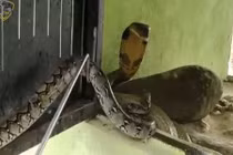 Video: Hổ mang chúa tung cú đớp chết chóc, tiêu diệt trăn vua trong nháy mắt