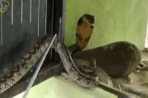 Video: Hổ mang chúa tung cú đớp chết chóc, tiêu diệt trăn vua trong nháy mắt