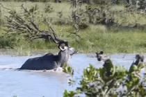 Clip: Nhảy sông săn linh dương, chó hoang bị sút tung mõm 