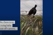 Video: Chim học lỏm tiếng trẻ con, gào khóc inh ỏi vườn thú