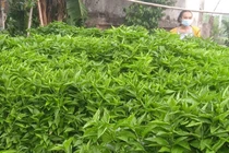 Loại cây mọc đầy vườn nhà: Trước nhổ cho không, nay giá gần triệu đồng/kg