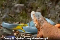 Cự đà “số đen” bị rắn, diều hâu và cá sấu truy sát trong cùng 1 ngày