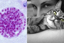 Những loại ký sinh trùng kỳ lạ nhất: Nguồn cảm hứng của các Alien