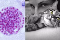 Những loại ký sinh trùng kỳ lạ nhất: Nguồn cảm hứng của các Alien