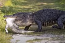 Video: “Lạnh gáy” chứng kiến cá sấu ăn thịt, nuốt chửng đồng loại