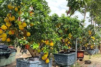 Cây bưởi cổ ra trăm quả đi nghìn km vào Sài Gòn