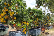 Cây bưởi cổ ra trăm quả đi nghìn km vào Sài Gòn