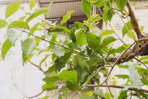 Trồng cây giữ đất bất ngờ “hái ra tiền”, nhặt lá bán cả triệu đồng/kg