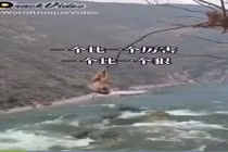 Video: Khỉ con trên ngọn cây trêu cá sấu bất ngờ bị đồng loại chơi khăm