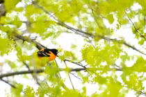 Giao thừa Nhâm Dần 2022, người sinh ngày này Thần Tài xông đất, giàu vô biên 