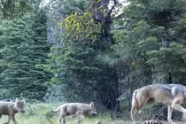 Sự thật về đàn sói giúp giảm tai nạn giao thông ở Mỹ