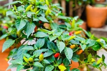 Loại quả mọc dại ở Việt Nam được CDC Mỹ đánh giá "tốt nhất thế giới", bán đầy chợ với giá rẻ, tốt cho sức khoẻ