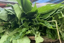 Loại lá tỏa mùi thơm đặc biệt, xưa không ai ngó ngàng nay thành đặc sản có hương vị lạ trong nhà hàng, 50.000 đồng/kg