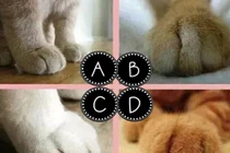 Trắc nghiệm tâm lý: Bạn thấy bàn chân mèo nào đáng yêu nhất?