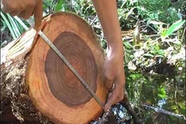 Loại gỗ "quý như vàng" Việt Nam sở hữu, núi tiền cũng không mua được 
