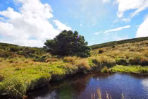 Loài cây cô đơn nhất hành tinh, nắm giữ bí mật thay đổi cả thế giới