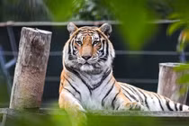 Bảng xếp hạng con giáp may mắn nhất mùa hè 2025: Ai số 1?