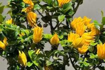 Tết trưng 3 loại cây trong nhà, gia chủ lộc về tới tấp