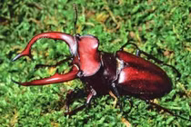 Tận mục loài bọ giá "chát" nhất hành tinh, giới đại gia ráo riết lùng