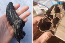 Đi dạo cùng thú cưng, sướng tê người đụng trúng "báu vật" vô giá 