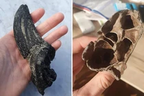 Đi dạo cùng thú cưng, sướng tê người đụng trúng "báu vật" vô giá 