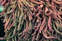 Cây cảnh chuỗi tiền, trồng một bình trong nhà, tiền vào như thác