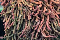 Cây cảnh chuỗi tiền, trồng một bình trong nhà, tiền vào như thác