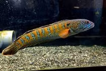 Loài cá quý hiếm nhất TG bất ngờ 'tái xuất' sau 85 năm tuyệt chủng