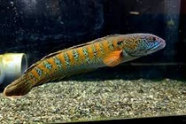 Loài cá quý hiếm nhất TG bất ngờ 'tái xuất' sau 85 năm tuyệt chủng