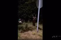 Nai lạ xuất hiện ở Cần Giờ đêm trăng sáng... như "thần thú" phương Đông 