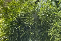 4 cây cảnh cùng tên khác họ, người giàu thích trồng trong nhà