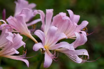 Người sinh ngày Âm lịch này đến trung tuổi sự nghiệp hanh thông