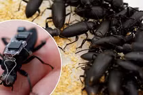 Xuất hiện gián robot khổng lồ, dư luận tranh cãi "nảy lửa" vì...