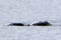 Đi dạo bất ngờ đụng trúng thứ bí ẩn, nghi quái vật hồ Loch Ness