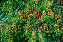 Trồng 5 cây cảnh trong nhà, con cháu thịnh vượng nhiều đời