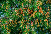 Trồng 5 cây cảnh trong nhà, con cháu thịnh vượng nhiều đời