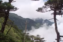 Loài cây "quý như vàng" ở Việt Nam, cả thế giới coi như báu vật 