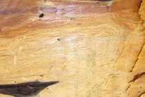 Loại gỗ quý chỉ 2 quốc gia sở hữu, Việt Nam có 1.000 cây