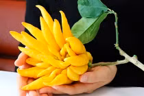 6 loại cây hút tiền, thịnh vượng dịp Tết Nguyên đán